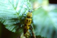 Chlorophorus glabromaculatus