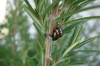 Chrysolina americana