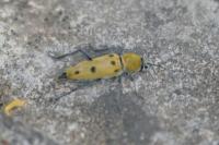 Chlorophorus glabromaculatus