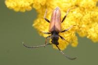 Pseudovadonia livida