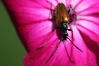 Pseudovadonia livida