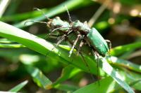 Cicindela campestris