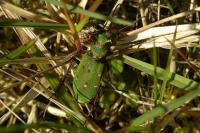 Cicindela campestris