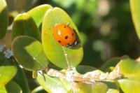 Coccinella septempunctata