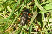 Carabus auratus