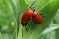 Lilioceris lilii
