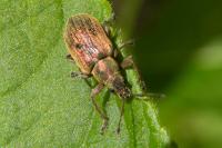 Phyllobius pyri