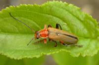 Cantharis livida