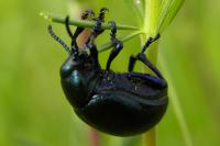 Timarcha goettingensis