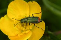 Malachius bipustulatus