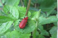 Pyrochroa serraticornis