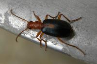 Brachinus sclopeta