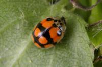 Adalia decempunctata