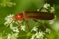 Cantharis livida