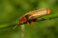 Cantharis livida