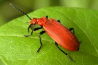 Pyrochroa serraticornis