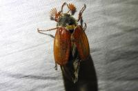Melolontha melolontha