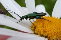 Oedemera nobilis