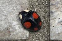 Harmonia quadripunctata
