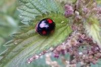 Harmonia axyridis