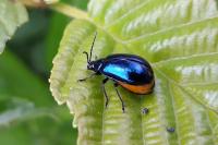 Agelastica alni