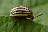 Leptinotarsa decemlineata