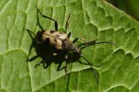 Pachytodes cerambyciformis
