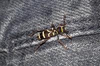 Clytus arietis