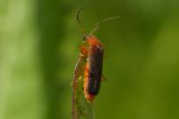 Rhagonycha