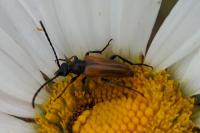 Pseudovadonia livida