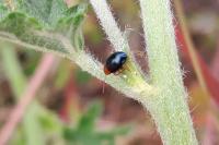 Podagrica fuscicornis