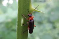 Cantharis pellucida