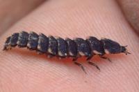 Lampyris noctiluca