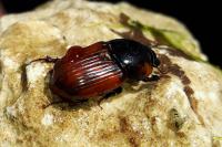 Aphodius