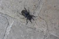 Lucanus cervus