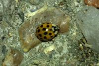 Harmonia axyridis