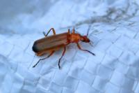 Rhagonycha fulva