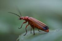 Rhagonycha fulva
