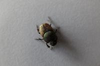 Onthophagus
