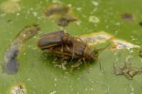 Galerucella nymphaeae