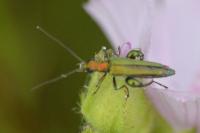 Oedemera nobilis
