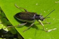 Donacia crassipes