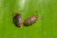Galerucella nymphaeae