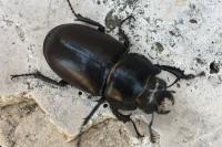 Lucanus cervus