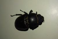 Lucanus cervus