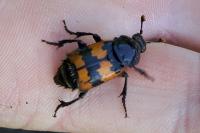 Nicrophorus vespillo