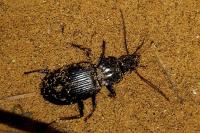 Pterostichus