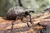 Liophloeus tessulatus