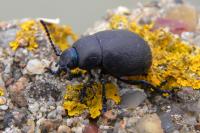 Timarcha goettingensis