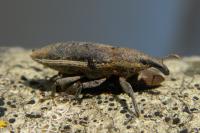 Lixus ochraceus